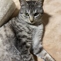 可愛い、グレーのキジ猫の里親さん募集