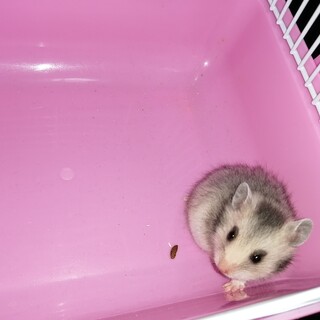 ゴールデンハムスターの子ハムちゃん