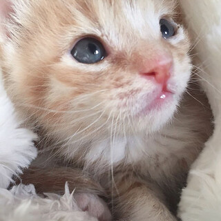 カラスに襲われていた碧くん【ご縁に恵まれました♡】