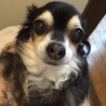 こじか101