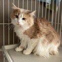 【急募】ノルウェージャン風長毛猫