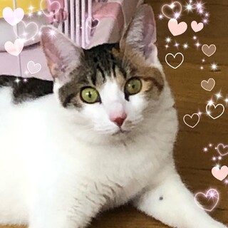 可愛い三毛猫姉妹☆遥ちゃん　1歳