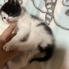 子猫（女の子）ちゃんの里親さん募集 サムネイル7