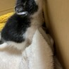 子猫（女の子）ちゃんの里親さん募集 サムネイル2