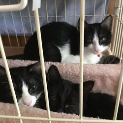 今居る保護子猫の近況