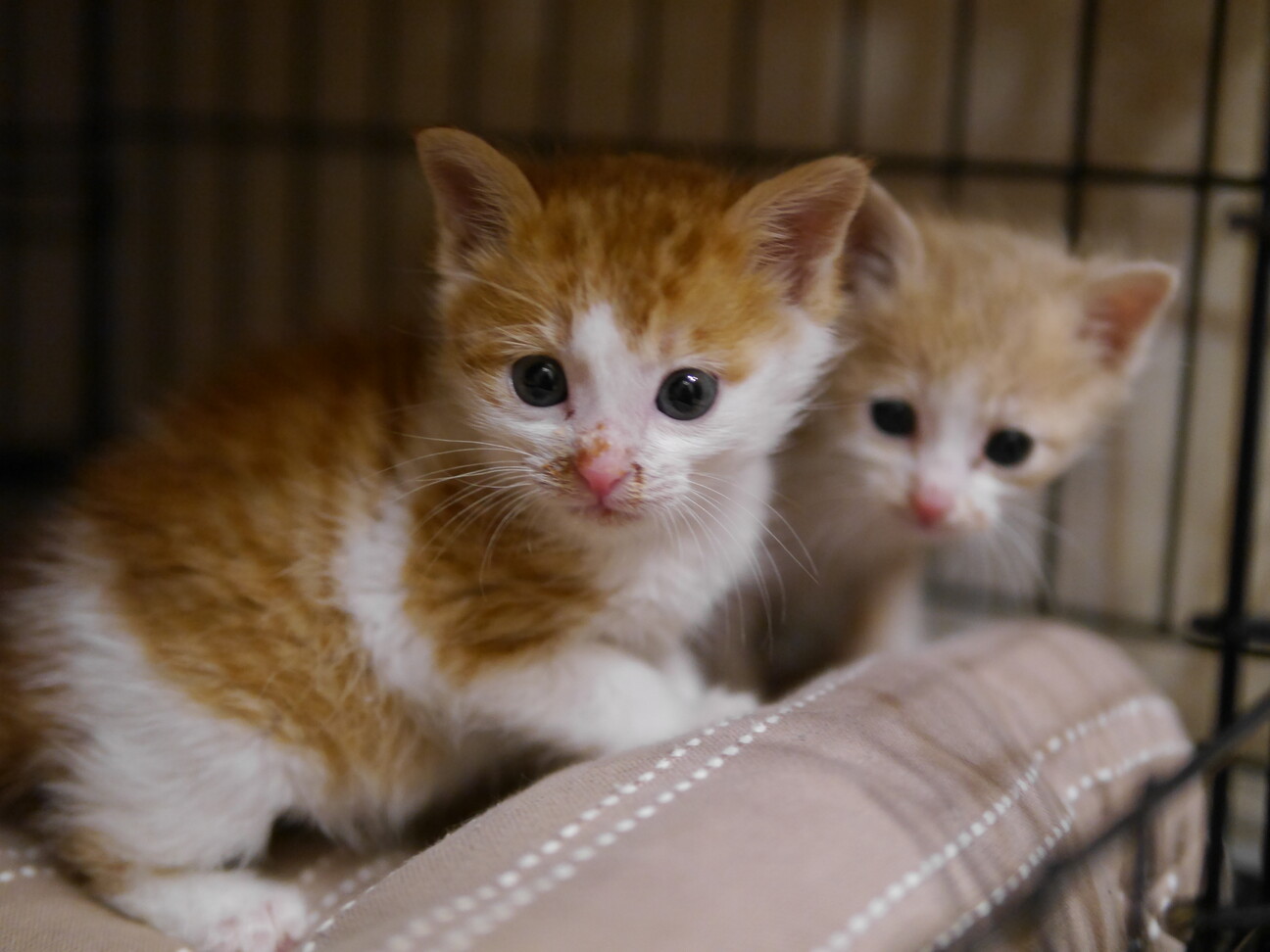 ハンサム兄弟その1 もう 大阪府 猫の里親募集 ペットのおうち 月間利用者150万人