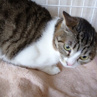 ★トライアル決定！スタイル良し！美猫ちゃん