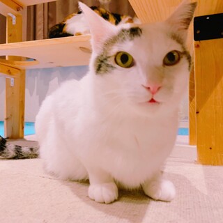 家族が出来ました!!【ふとん】推定2014年生♂