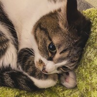 のら