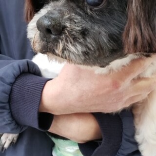 シーズー系男の子☆マー君