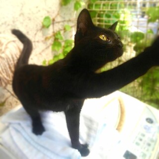 甘えたな構って男子『クーちゃん』