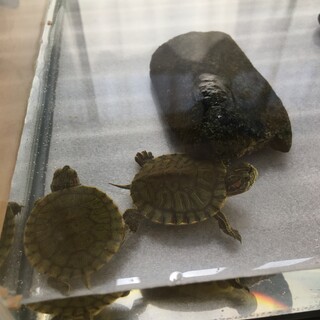 ミドリガメ子供二匹