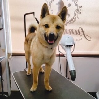 家族が出来ました♡柴MIX♂推定2〜3歳【りゅう】