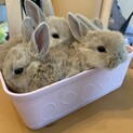 紹介文をよくお読み下さい！赤ちゃんうさぎです。
