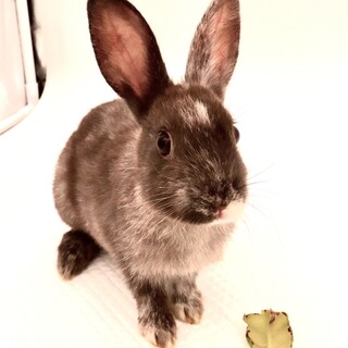 ブロークンブラック&ホワイト　ミンテ(仮) 2カ月