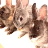 ブロークンブラック&ホワイト　ミンテ(仮) 2カ月 サムネイル5