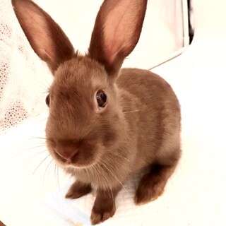 単色ライラックブラウン　アンブル(仮名)2カ月