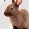 単色ライラックブラウン　アンブル(仮名)2カ月 サムネイル4