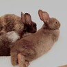 単色ライラックブラウン　アンブル(仮名)2カ月 サムネイル7