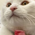 美人で人にくっつくのが大好きな真っ白猫ちゃん