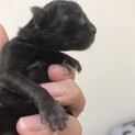 5月1日生まれの赤ちゃん猫（２匹）