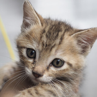 もも（キジトラ）