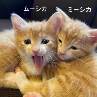 ムーシカ（茶白）