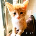 ミーシカ（茶白）