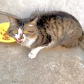 【暑い夏までに急募！】控えめな長毛洋猫ちゃん
