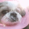シーズーの里親募集！ サムネイル3