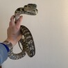 ゴライアン