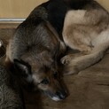 お願いします。必ず最後まで面倒見て下さる方に。