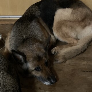 お願いします。必ず最後まで面倒見て下さる方に。