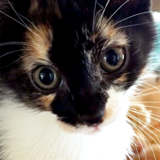 じんこ♀ 一時募集停止します。