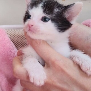 里親決定。オカリナちゃん1ヶ月