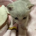 白グレー猫優しい家族に恵まれました。
