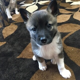 ちっちゃな野犬の女の子チロちゃん❤