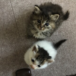 里親決定。兄妹での引き取り希望