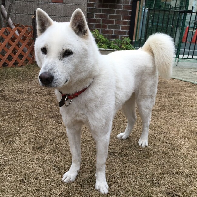 がおぷーももてつのカバー写真