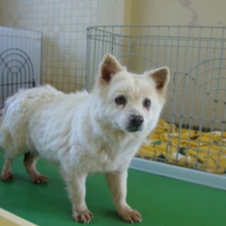 この子を助けてください