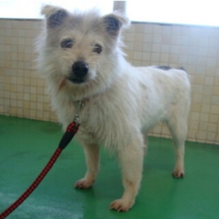 この子を助けてください