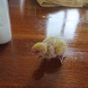 セキセイインコの雛 サムネイル2