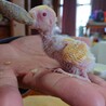 セキセイインコの雛 サムネイル3