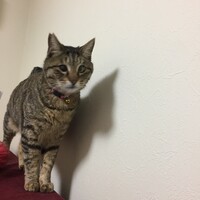 マーブル