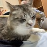 せまとまと