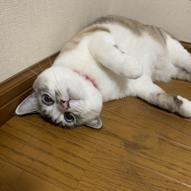 せまとまとのカバー写真