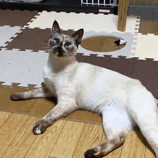 甘えん坊シャムMIXの女の子