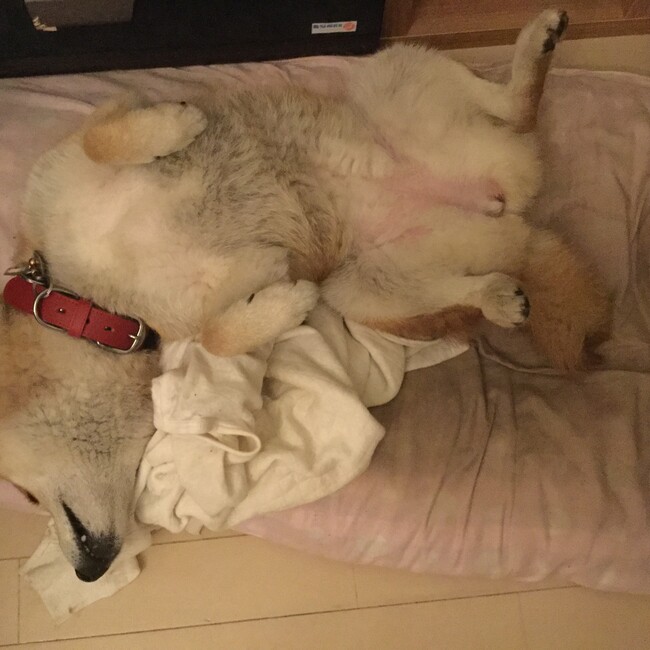 ダニー田中のカバー写真