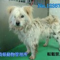 飼主死亡で収容！僕達と家族になって下さい【県外可】