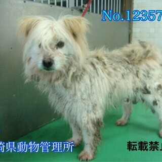 飼主死亡で収容！僕達と家族になって下さい【県外可】